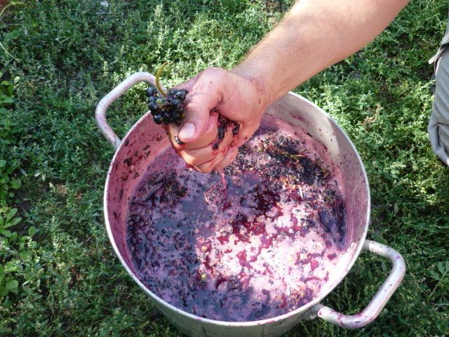 Вино домашнее из винограда Изабелла — рецепт приготовления в домашних условиях фото