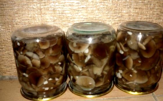 Маринованные грибы опята в банках — простой рецепт на зиму